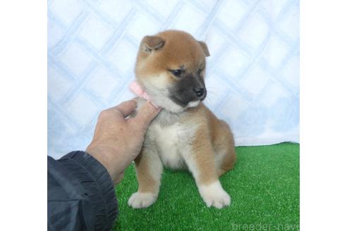 成約済の静岡県の柴犬-363176の4枚目