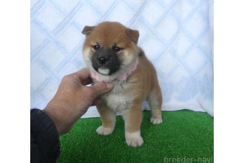 成約済の静岡県の柴犬-363176の3枚目