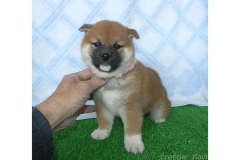 成約済の静岡県の柴犬-363176の2枚目