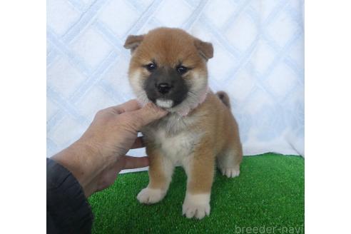 成約済のの柴犬-363176