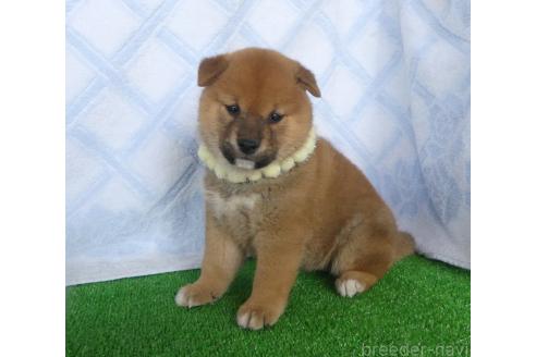 成約済の静岡県の柴犬-363177の5枚目