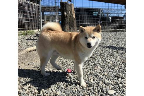 舞姫ちゃん1枚目