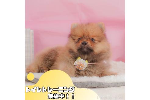 成約済の静岡県のポメラニアン-357792の1枚目
