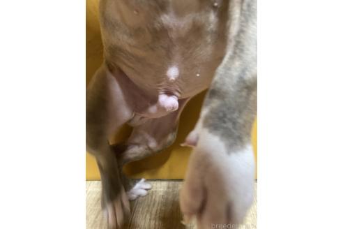 成約済の佐賀県のアメリカンピットブルテリア-354353の28枚目