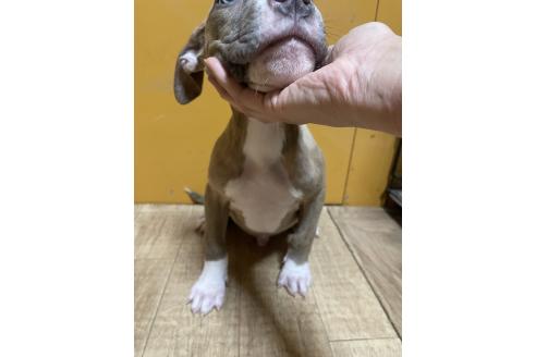 成約済の佐賀県のアメリカンピットブルテリア-354353の22枚目