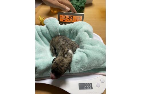 成約済の大阪府のウィペット-363193の5枚目