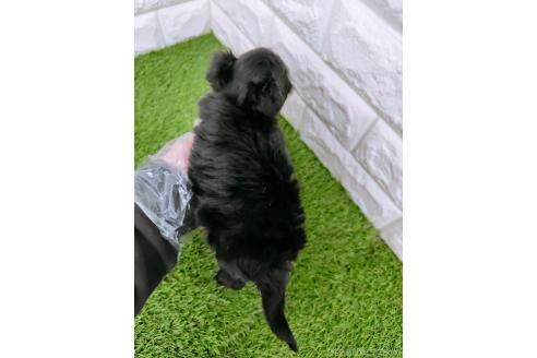 成約済の岡山県のチワプー:チワワ×トイプードル-363198の4枚目