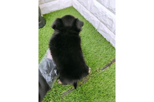 成約済の岡山県のチワワ(ロングコート)-363199の2枚目