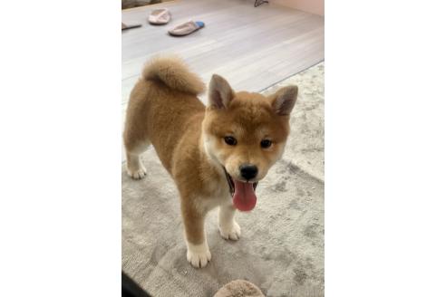 成約済の滋賀県の柴犬-355208の1枚目