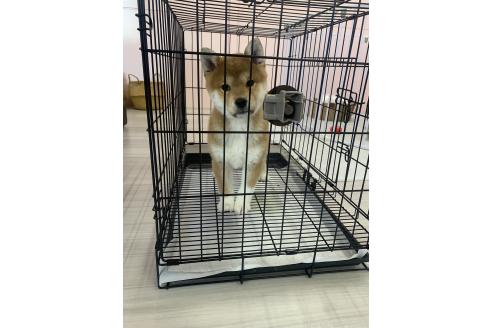 成約済の滋賀県の柴犬-355208の4枚目