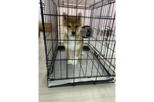成約済の滋賀県の柴犬-355208の3枚目