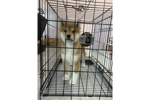成約済の滋賀県の柴犬-355208の2枚目
