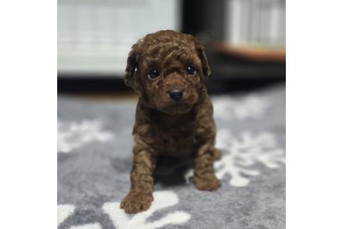 成約済の岡山県のトイプードル-361042の2枚目