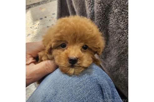 成約済の埼玉県のティーカッププードル-363006の6枚目