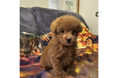成約済の埼玉県のティーカッププードル-363006の2枚目