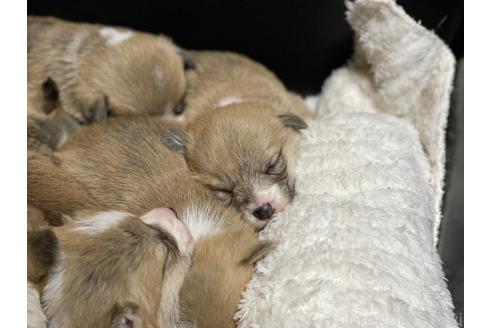 成約済の静岡県のウェルシュコーギーペンブローク-363234の5枚目