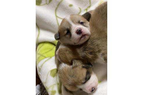 成約済の静岡県のウェルシュコーギーペンブローク-363237の6枚目