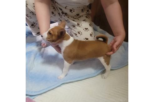 成約済の広島県のバセンジー-363254の2枚目