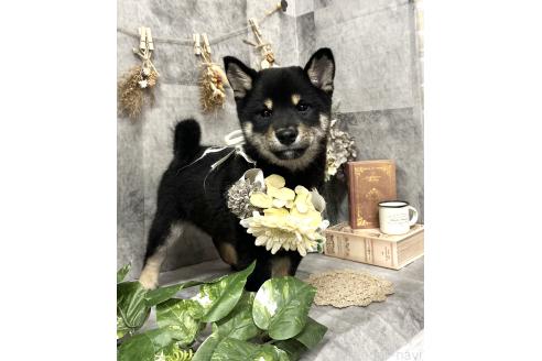 成約済の愛知県の豆柴-353950の6枚目