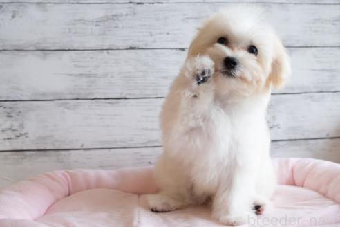 成約済の北海道のミックス犬-350059の5枚目