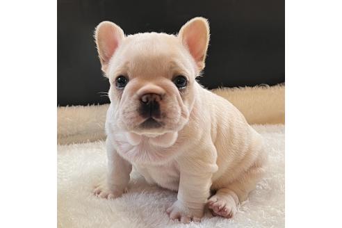 成約済の山口県のフレンチブルドッグ-363296の2枚目