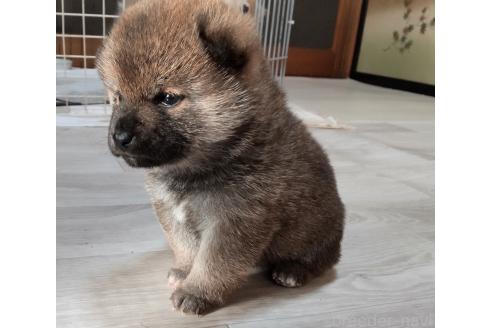 成約済の秋田県の柴犬-363323の6枚目