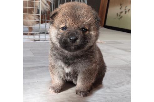 成約済の秋田県の柴犬-363323の5枚目