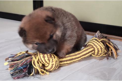 成約済の秋田県の柴犬-363323の3枚目