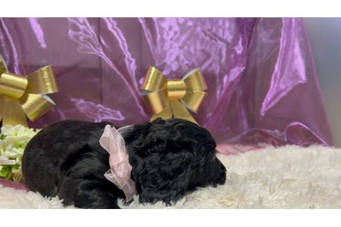 成約済の愛知県のミニチュアダックスフンド(ロングヘアード)-359003の9枚目