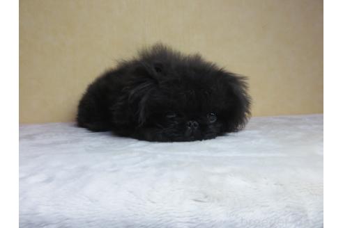成約済の愛知県のペキニーズ-342325の9枚目