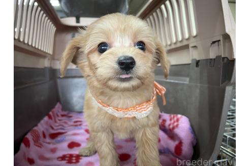 成約済の愛媛県のミックス犬-363350の7枚目