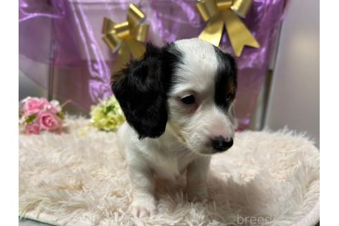 成約済の愛知県のミニチュアダックスフンド(ロングヘアード)-358999の5枚目