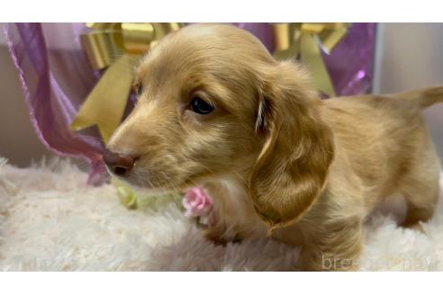 成約済の愛知県のミニチュアダックスフンド(ロングヘアード)-358996の8枚目