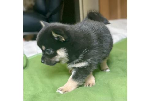 成約済の大分県のミックス犬-363414の16枚目