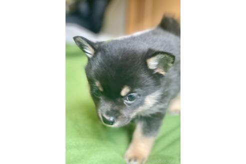 成約済の大分県のミックス犬-363414の15枚目