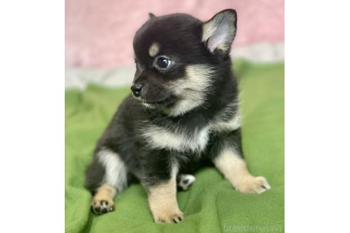 成約済の大分県のミックス犬-363414の14枚目