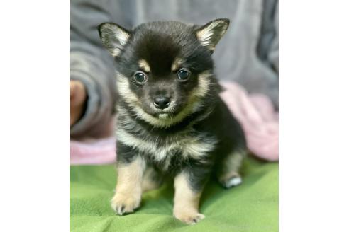 成約済の大分県のミックス犬-363414の13枚目