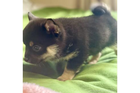 成約済の大分県のミックス犬-363414の12枚目