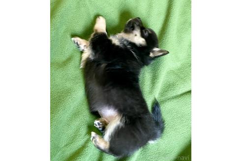 成約済の大分県のミックス犬-363414の10枚目