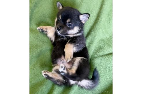 成約済の大分県のミックス犬-363414の9枚目