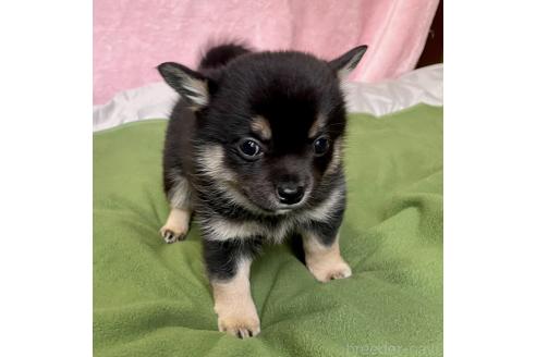 成約済の大分県のミックス犬-363414の8枚目