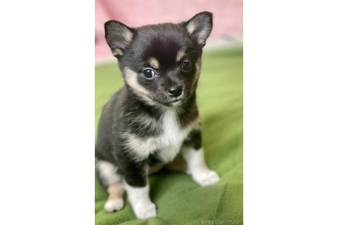成約済の大分県のミックス犬-363415の6枚目