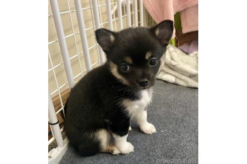 成約済の大分県のミックス犬-363415の5枚目