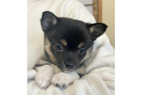成約済の大分県のミックス犬-363415の1枚目