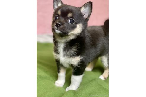 成約済の大分県のミックス犬-363415の4枚目