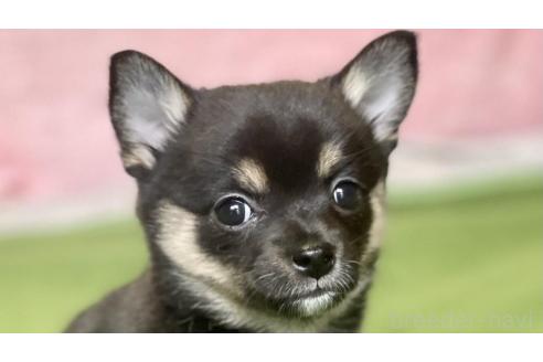 成約済の大分県のミックス犬-363415の3枚目
