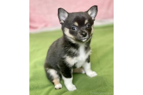 成約済の大分県のミックス犬-363415の2枚目