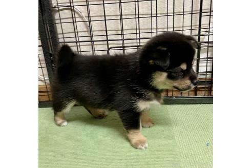 成約済の大分県のミックス犬-363419の14枚目