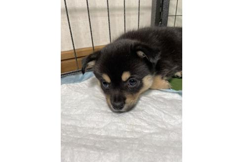 成約済の大分県のミックス犬-363419の13枚目