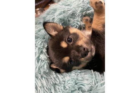 成約済の大分県のミックス犬-363419の10枚目